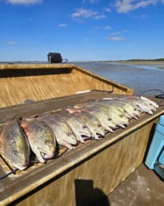 Row of redfish laid along the gunwale of a 2018 AirRanger airboat